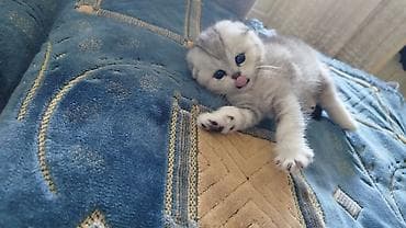 Шотландский вислоухий котёнок (Scottish Fold) - Окрас: серебристый lalafo.kg да Шотландский вислоухий котёнок (Scottish Fold) - Окрас: серебристый