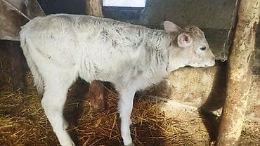 Продаю | Тёлка | На откорм | Племенные