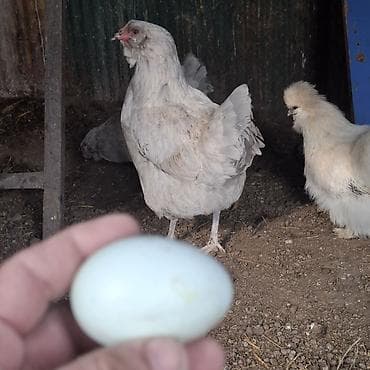 для кур несушек: Продаю | Куры | Несушки — 1