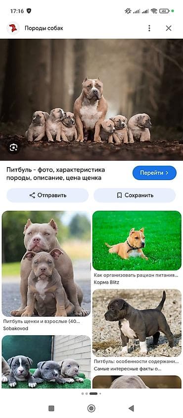 животные собака: Куплю щенок питбулья — 1