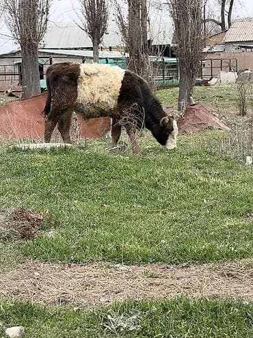 сенбернар бишкек: Сатам | Бука (эркек) | Алатоолук, Голштин, Аргын — 8
