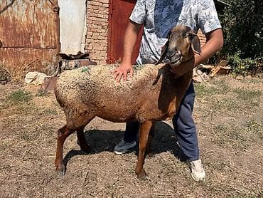 Продам с/х животных: Продаю | Овца (самка) | Арашан | Для разведения | Матка — 3