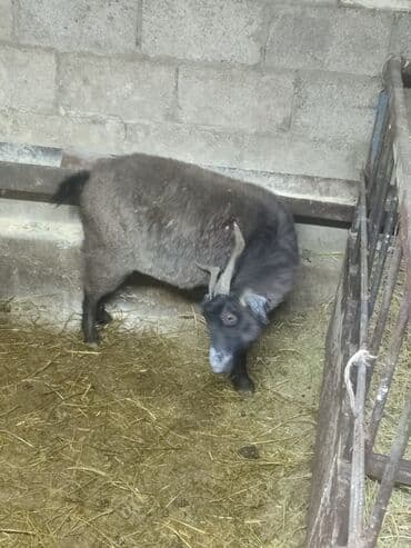 забой кур: Сатам | Эчки (ургаачы) | Союуга — 3