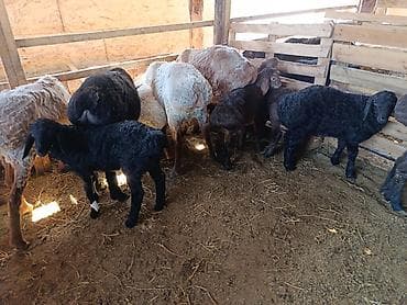 продам поросят: Продаю | Овца (самка) | Для разведения | Матка — 2