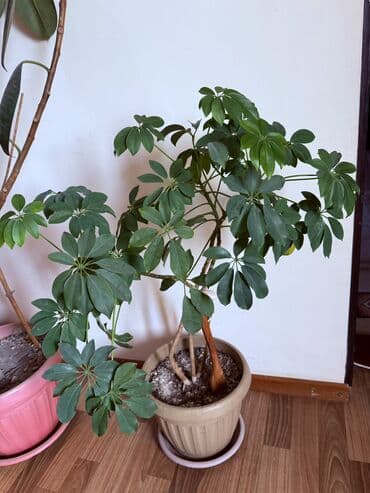 ель голубая цена: Фикус каучуконосный – популярное комнатное растение с крупными — 2