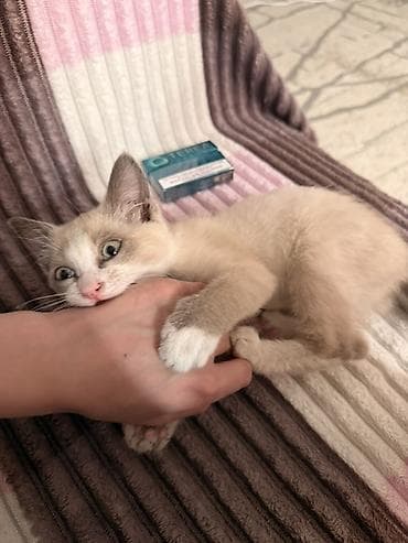 животные кошки: ОТДАМ В ДОБРЫЕ РУКИ Котёнок с необычным окрасом и выразительными — 1