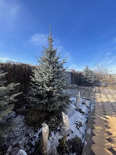 кант бетон: Саженцы деревьев: Ели — 6