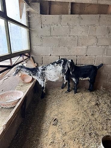 где можно купить хорька: Продаю | Коза (самка), Козёл (самец) | Для молока, Для разведения — 1