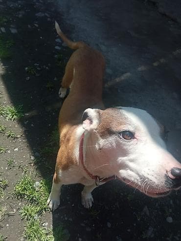 выстрел собак: Амстафф, 8 месяцев, Самка, С прививкой — 1