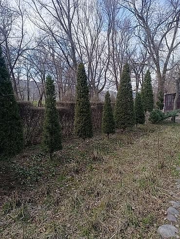 Семена и саженцы: Саженцы хвойных пород с комом земли в мешковине. Ассортимент на фото — 7