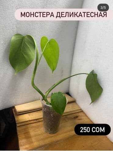 продам рассаду: Монстера деликатесная монстера минима 250-300 сомцена на фото — 3