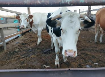 дом попугая: Продаю | Корова (самка) | Для молока — 1