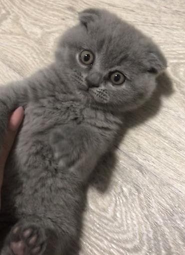рэгдолл цена: 🐾 Продается шотландская вислоухая кошечка 🩶 Очень ласковая, спокойная — 2