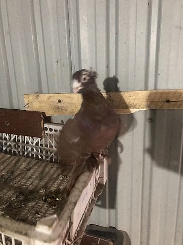 Продаю село беловоцк