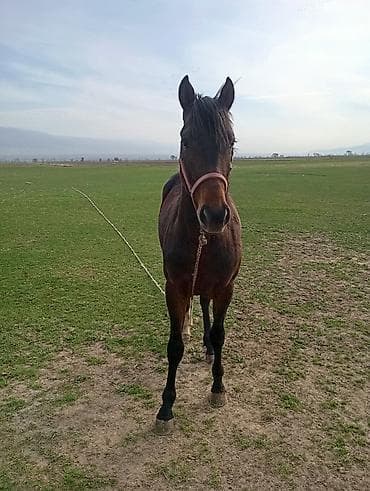 коньи: Продаю | Конь (самец), Жеребец, Жеребенок | Полукровка — 2