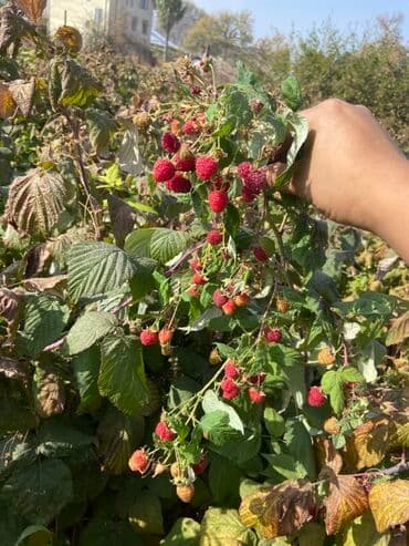 Малина В розницу