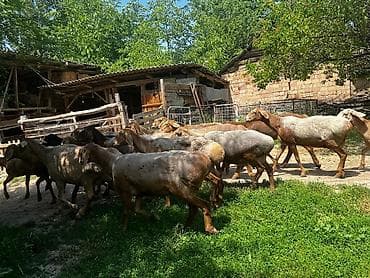 ящик оптом: Продаю | Овца (самка) | Арашан | Для разведения | Матка — 1