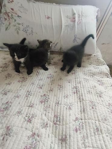 Британские котята, помёт из 4 малышей: 3 девочки и 1 мальчик - — 6