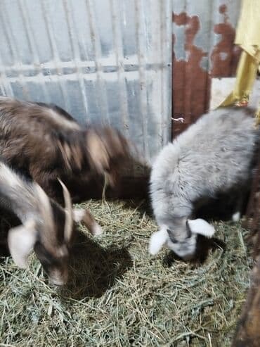 зааненские козы где можно купить и цена: Продаю | Коза (самка), Козёл (самец), Козлёнок | На забой, Для разведения | Котные, Осеменитель — 2