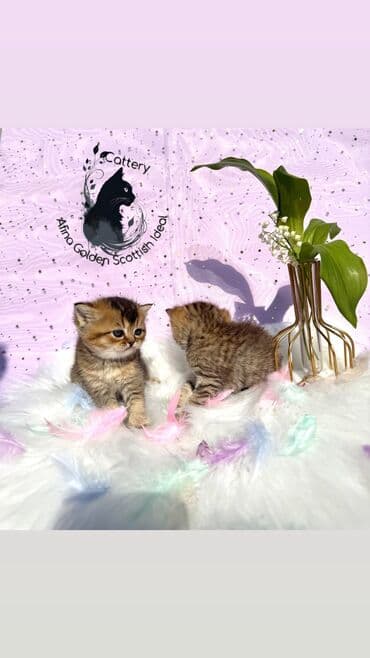 собака бульдок: Британ кыска жүндүү, 1 айлык, Эркек, Алтын шиншилла, Лотокко барууга үйрөтүлгөн, Курттардан тазаланган, Документтери менен — 19