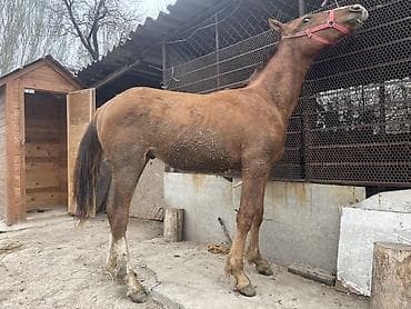 продаю кунан: Продаю | Жеребенок — 2