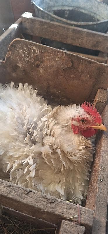 курица несушки: Продаю | Куры | Для разведения — 9