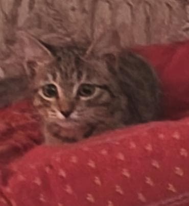 Кошка даром: Беспородная, 3 месяца, Мальчик, Приучена к лотку, Проглистована at lalafo.kg Кошка даром: Беспородная, 3 месяца, Мальчик, Приучена к лотку, Проглистована