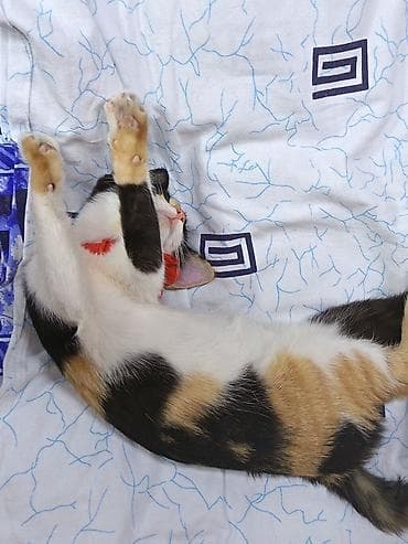 кошка в добрые руки: Кошка даром: Беспородная, Девочка, Приучена к лотку, Проглистована — 1