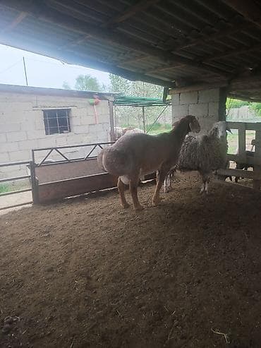 балык чарба: Сатам | Кочкор (эркек) | Көбөйтүү үчүн | Асыл тукумдуу — 1