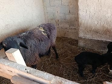 продаю кролов: Продаю | Овца (самка) | Для разведения | Матка — 6