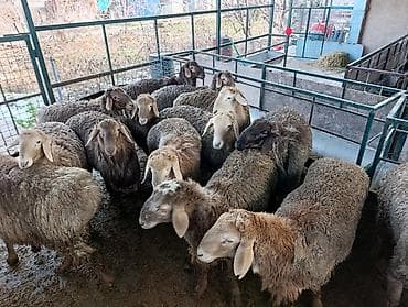 Лошади, кони: Продаю | Баран (самец) | Для разведения | Матка — 2