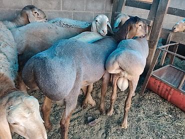 жан жаныбарлар: Сатам | Кочкор (эркек) | Гиссар, Арашан — 4