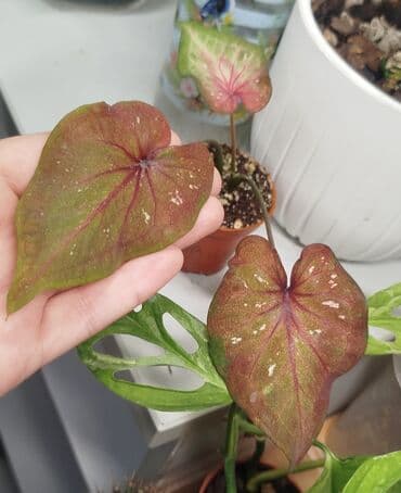 семена багира: • Сингониум Яичница - 700 сом • Монстера Адансони Минт - 1000 сом • — 5