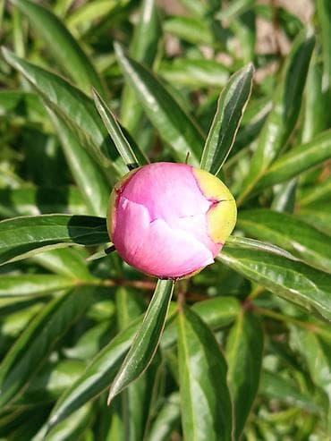 под цветники для комнаты: Пионы оптом и в розницу!🌿 🌿 Сорта и окраски: 🌿"Дюшес де Немур " - — 2