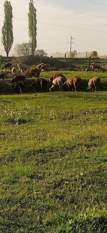 продаю баранов: Продаю | Овца (самка) | Для разведения — 1