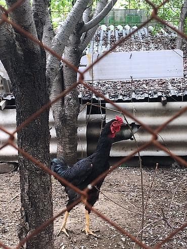 порода кой: Продаю | Петух | Для разведения — 1