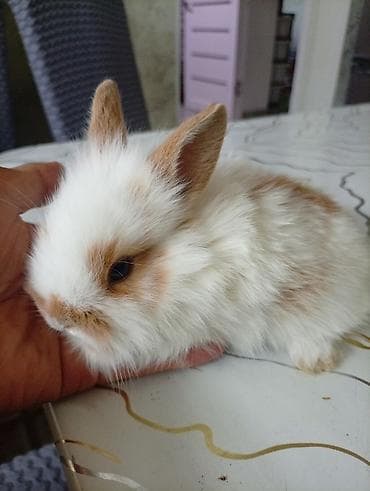 декоративные кролики: Мини-крольчонок декоративный - Порода: карликовый (пушистый тип — 8