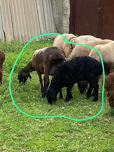 мел для крс: Продаю | Овца (самка) | Для разведения | Матка — 1