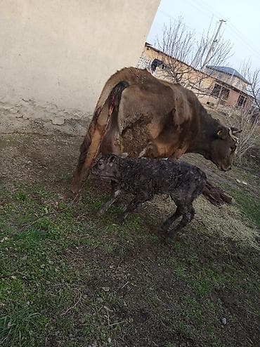 купить корягу в аквариум: Продаю | Музоо, торпок | На откорм | Привязанные — 8