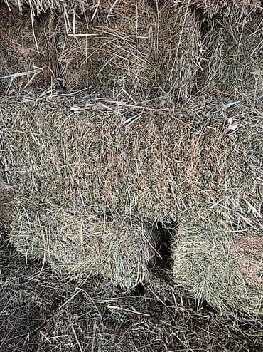 жеа беде: В продаже чистый клевер второй укос цена 470сом — 2