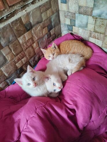 Собаки: Очаровательные котята - На фото трое котят: два светлых — 1