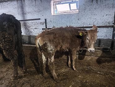 мастит: Продаю | Музоо, торпок | На откорм | Привязанные — 2