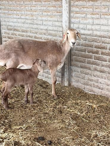 беркут птица: Продаю | Овца (самка) | Для разведения | Матка — 3