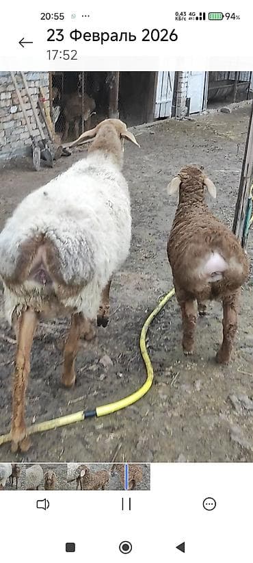 кормушка для кроликов: Продаю | Овца (самка) | Для разведения | Матка — 1