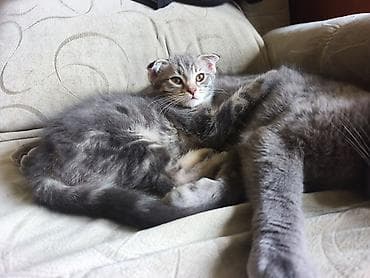 кошка продаётся: Скотиш Фолд (Шотландская вислоухая), 2 месяца, Мальчик, Серый — 1
