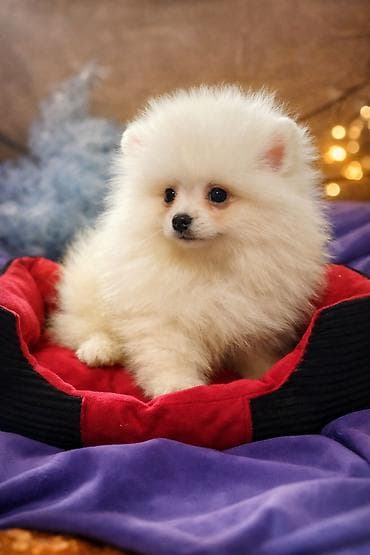 карликовый померанский шпиц цена: Шпиц, 2 месяца, Самец, С прививкой — 1