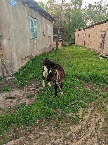 Животные: Продаю | Бык (самец) | Голштин | На откорм — 2