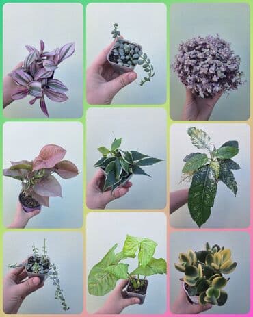 покупка деревьев: ● Комнатные растения (укоренённые черенки, молодые растения, взрослые — 1