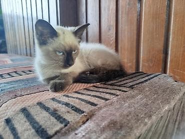Сиам мышыгына окшош сулуу эне 1 баласы менен жакшы багам дегендерге — 3