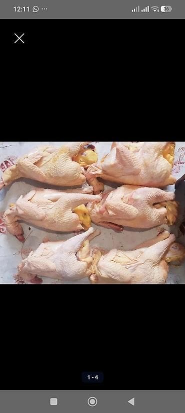 курица: Продаю | Куры | Домашняя | На забой — 6